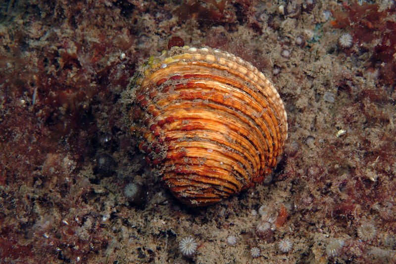 Venus verrucosa